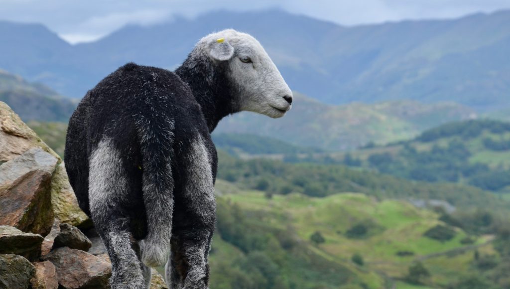 Summer Blog_0001_Layer 2 Herdwick Sheep in the Lake District - Summer