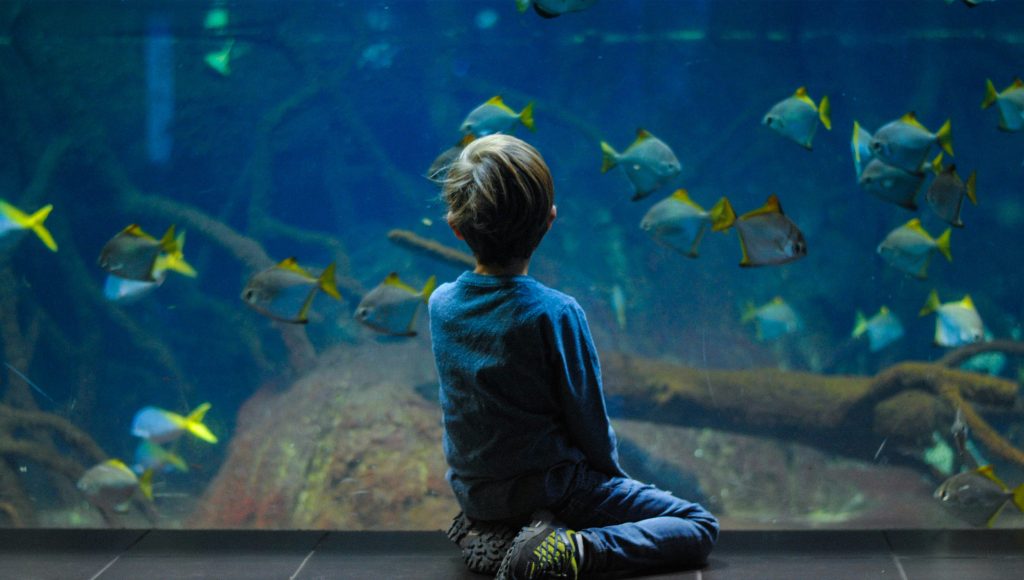 Summer Blog_0002_Layer 1 Things to Do in the Lake District Summer - Lakes Aquarium