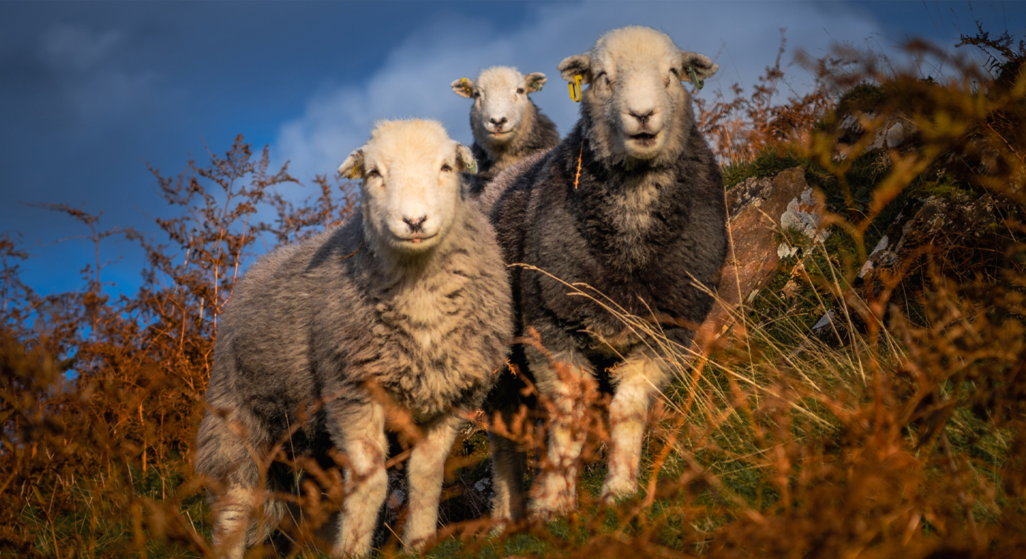 Three Herdwick Sheep on the Lake District fells